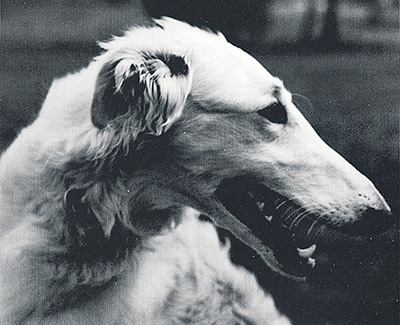 Top Obedience Borzoi 1982